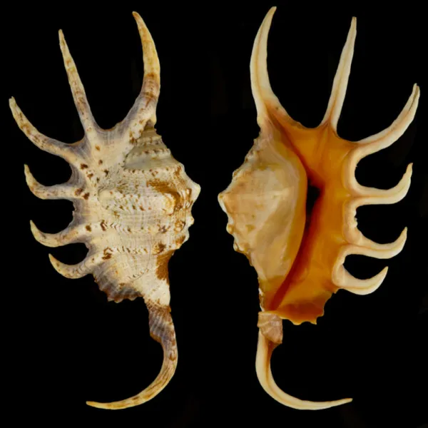 Lambis Crocata