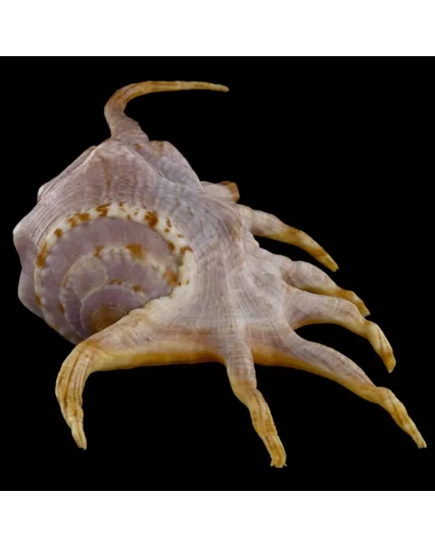 Lambis Crocata