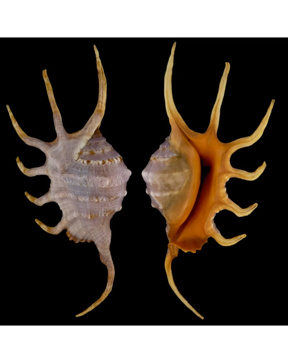 Lambis Crocata