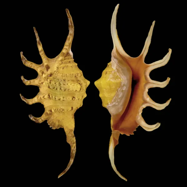 Lambis Crocata