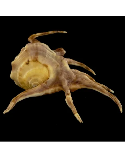 Lambis Crocata