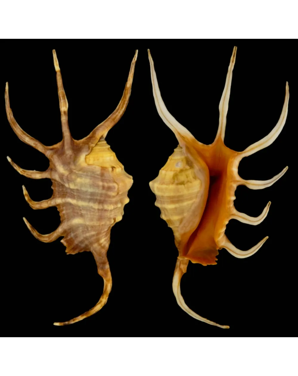 Lambis Crocata