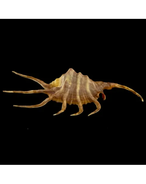 Lambis Crocata