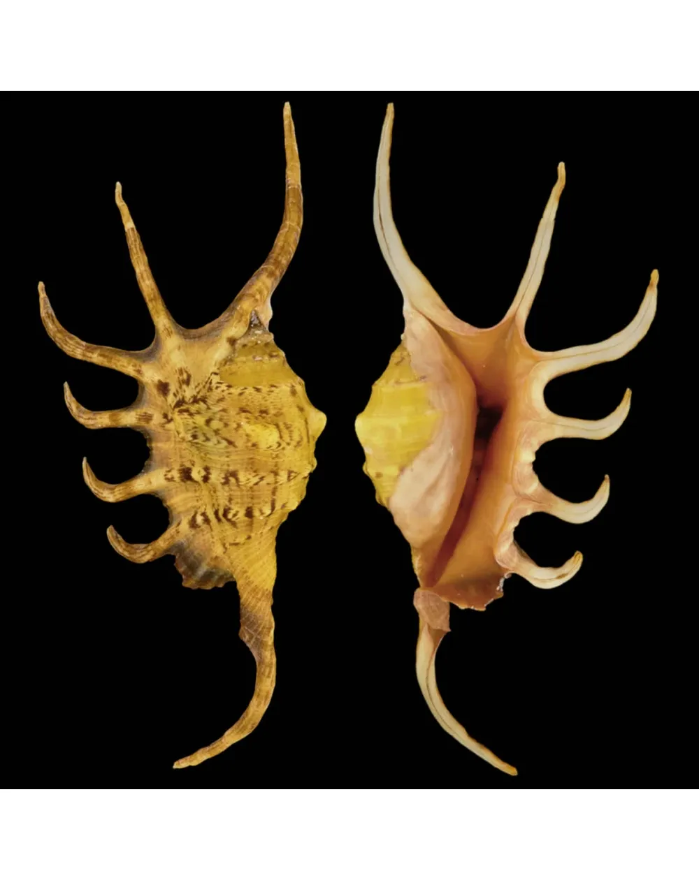 Lambis Crocata