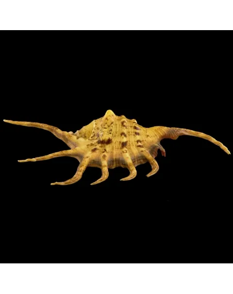 Lambis Crocata