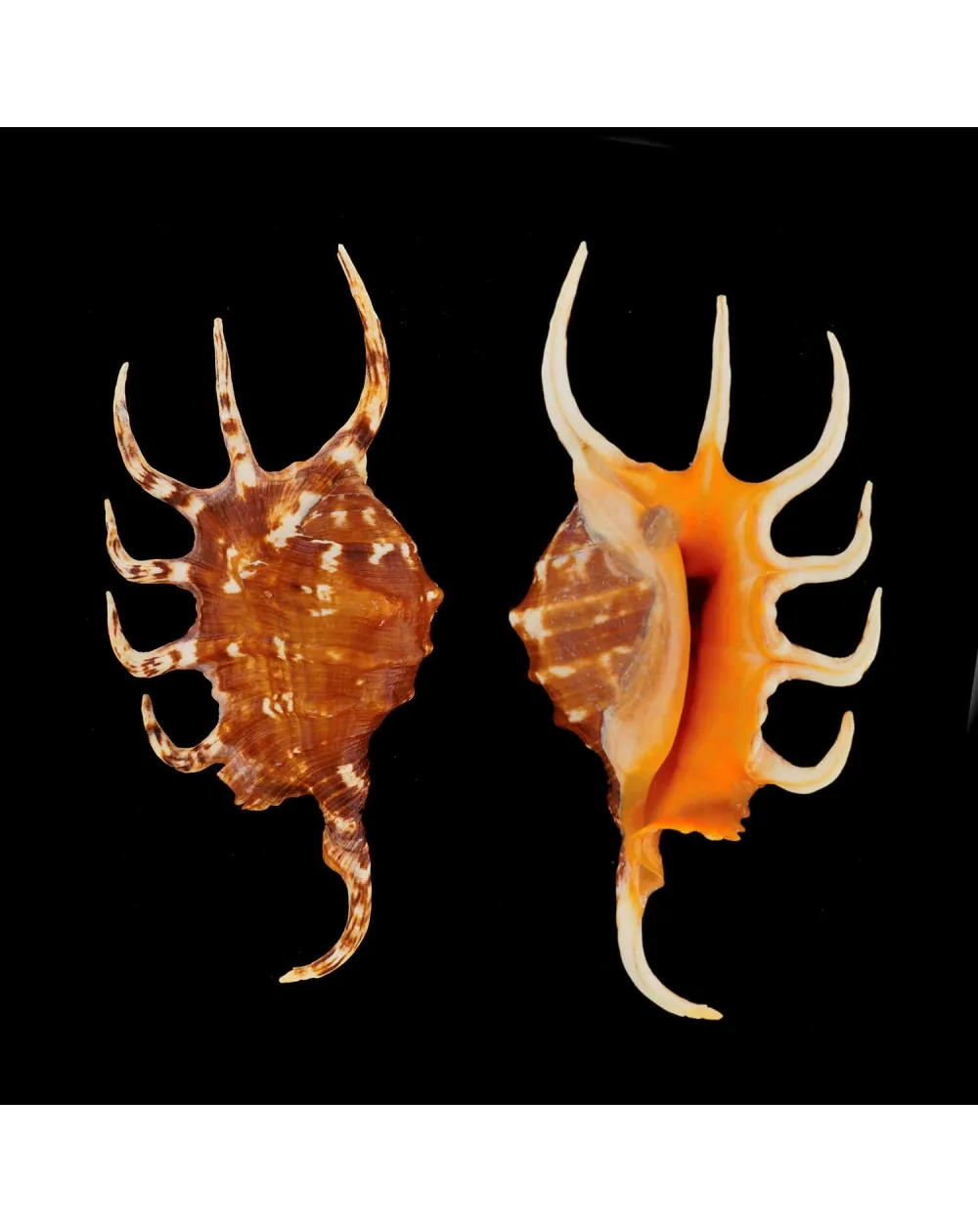 Lambis Crocata