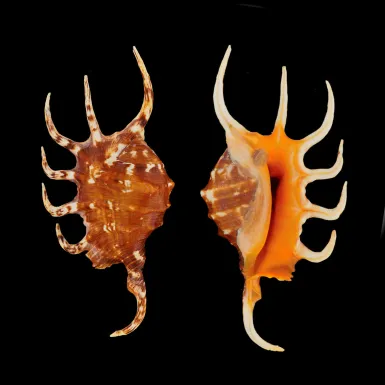 Lambis Crocata
