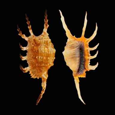 Lambis Scorpius Indomaris