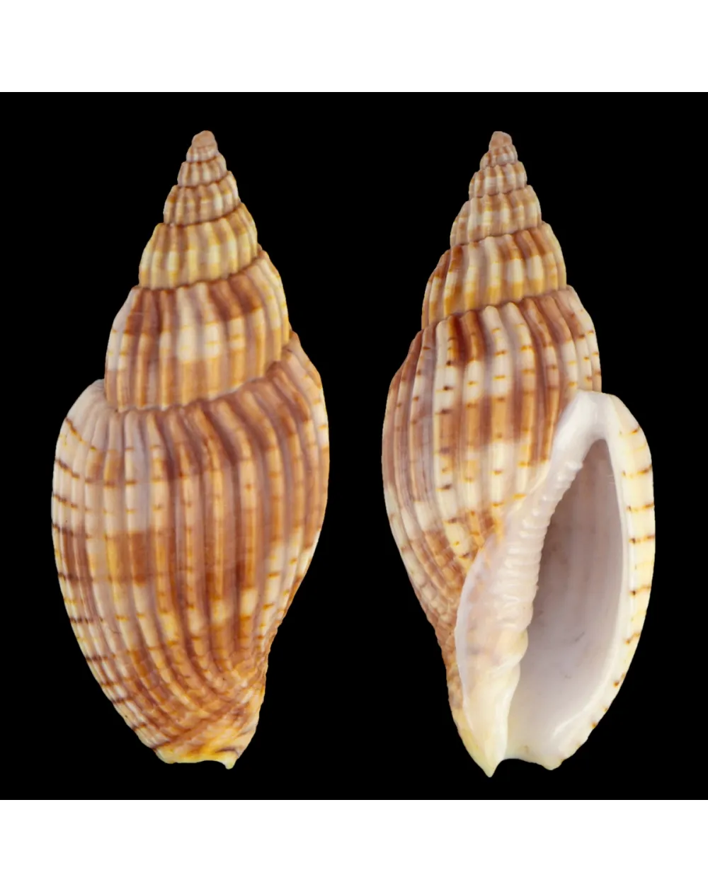 Lyria Delessertiana