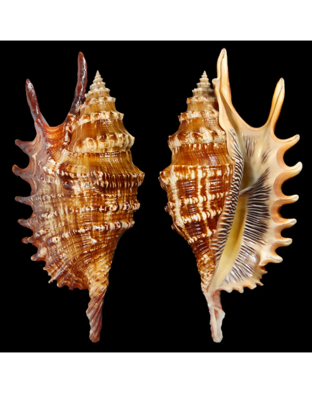 Lambis Digitata