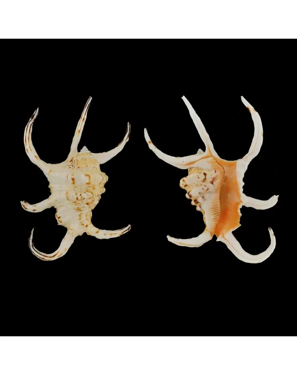 Harpago Chiragra