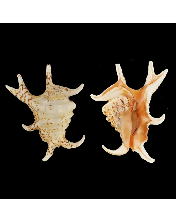 Harpago Chiragra