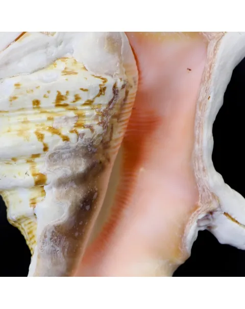 Harpago Chiragra su piedistallo