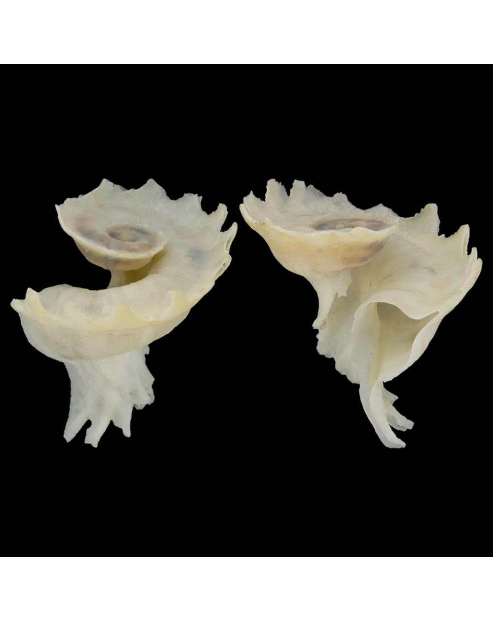 Latiaxis Mawae