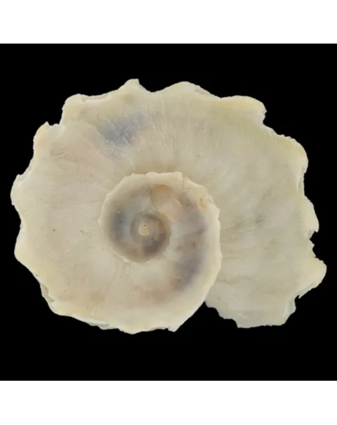 Latiaxis Mawae