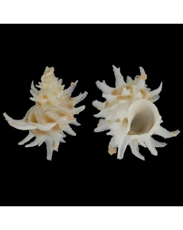 Babelomurex Spinosus