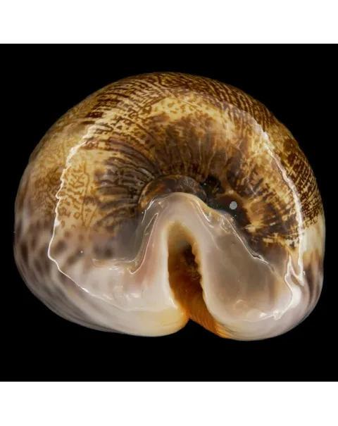 Leporicypraea Mappa Rosea Ultraviola