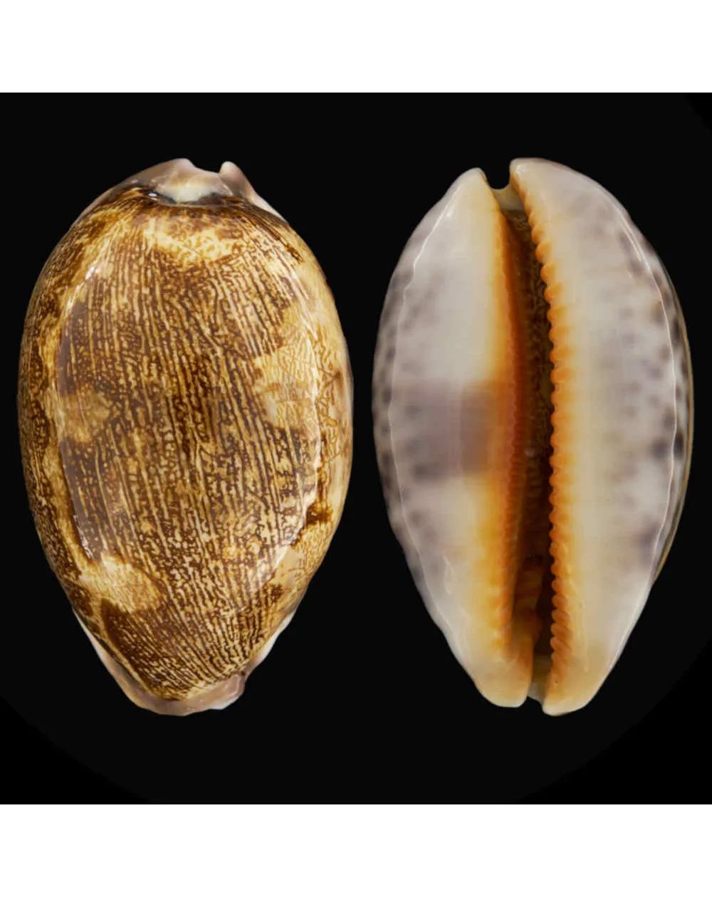 Leporicypraea Mappa Rosea Ultraviola