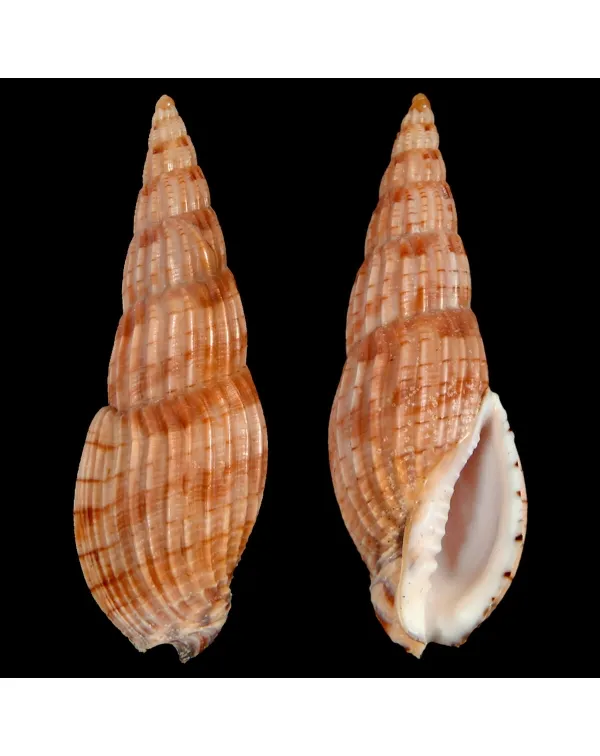 Lyria Solangeae