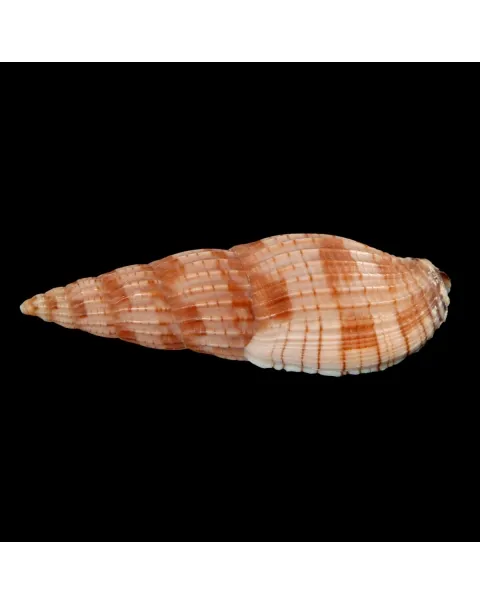 Lyria Solangeae