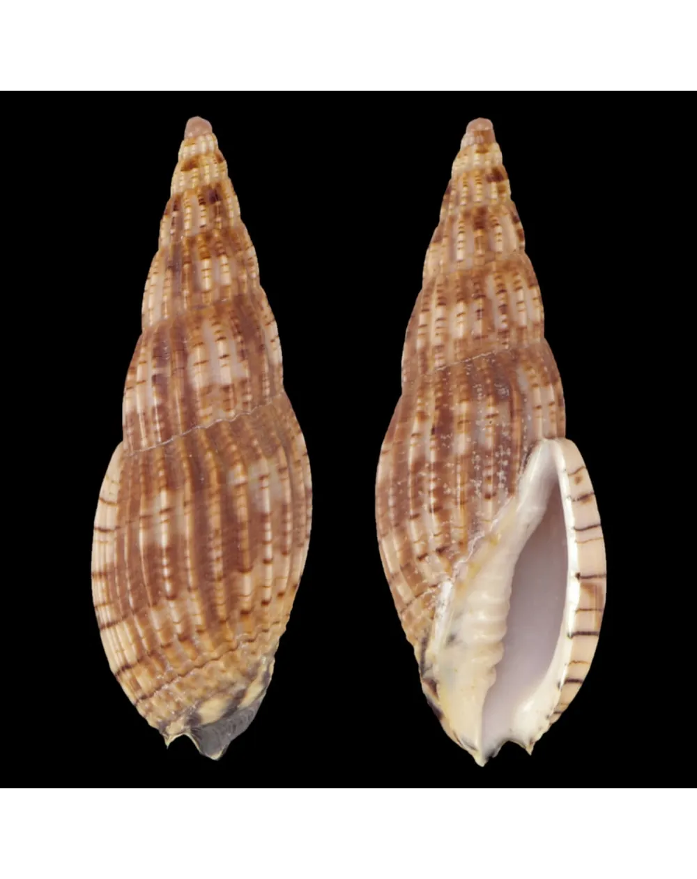 Lyria Solangeae