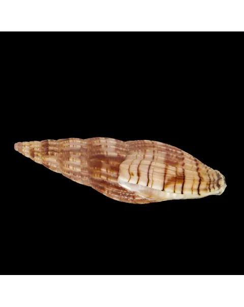 Lyria Solangeae