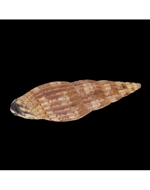 Lyria Solangeae