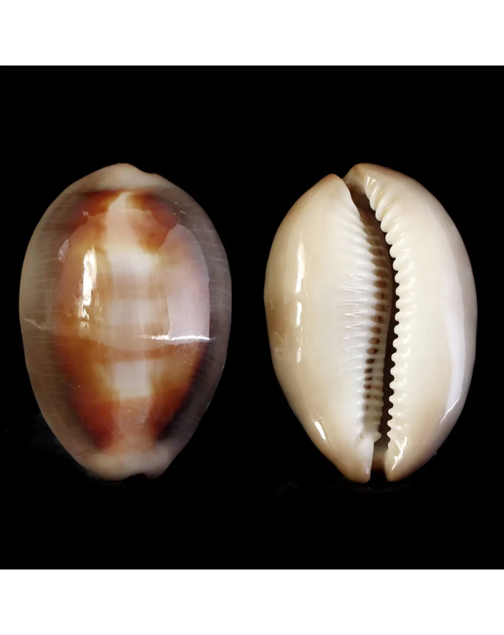 Lyncina Ventriculus 