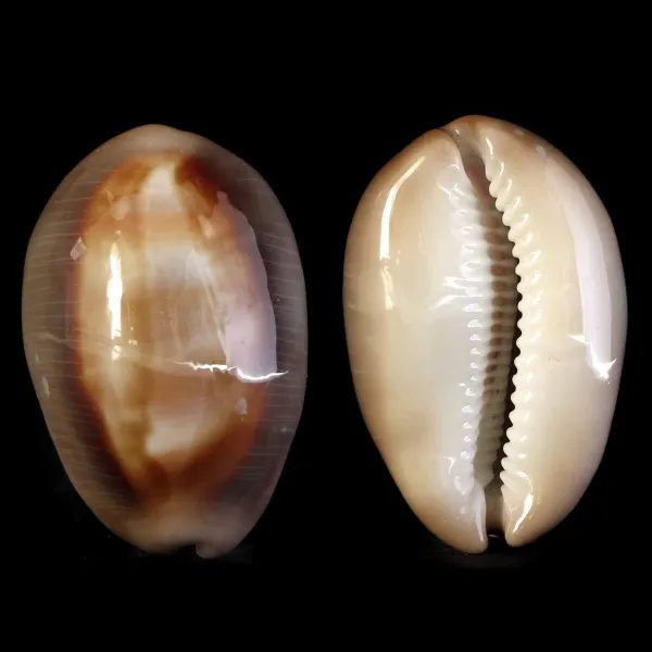 Lyncina Ventriculus 