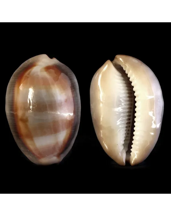 Lyncina Ventriculus 