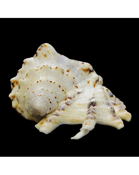 Lambis Violacea