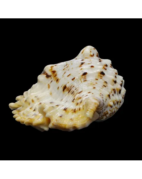 Lambis Violacea