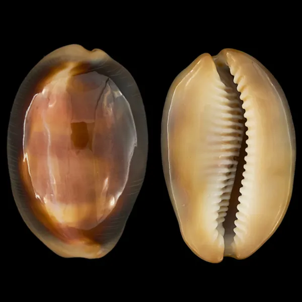 Lyncina Ventriculus