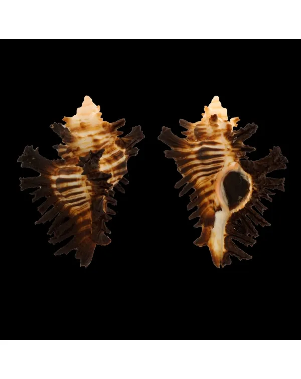 Chicoreus Brunneus