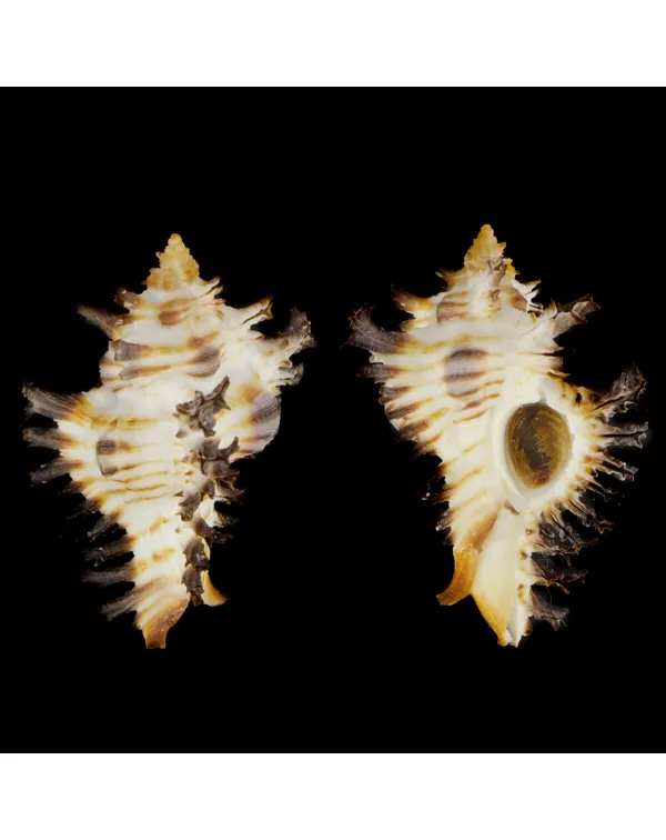 Chicoreus Brunneus BLACK & WHITE