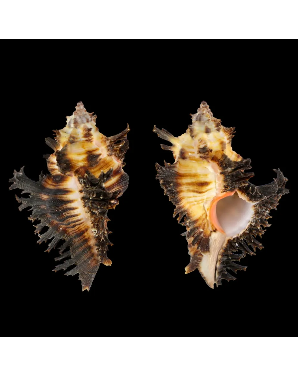 Chicoreus Brunneus BLACK & WHITE