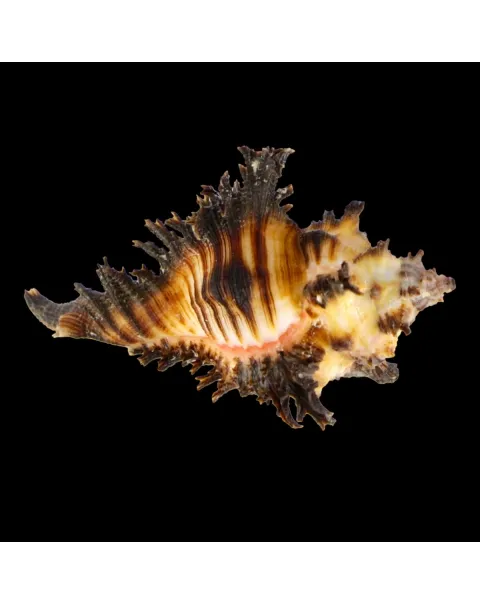 Chicoreus Brunneus BLACK & WHITE