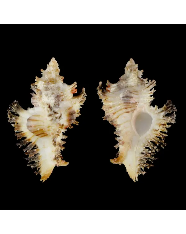 Chicoreus Brunneus BLACK & WHITE