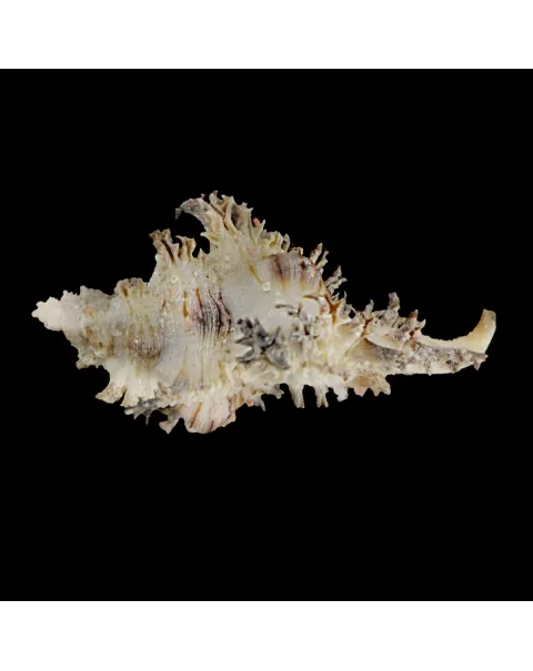 Chicoreus Brunneus BLACK & WHITE