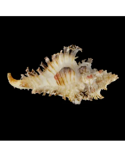 Chicoreus Brunneus BLACK & WHITE