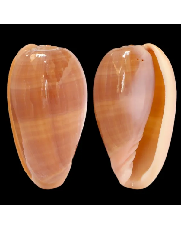 Bullata Matthewsi