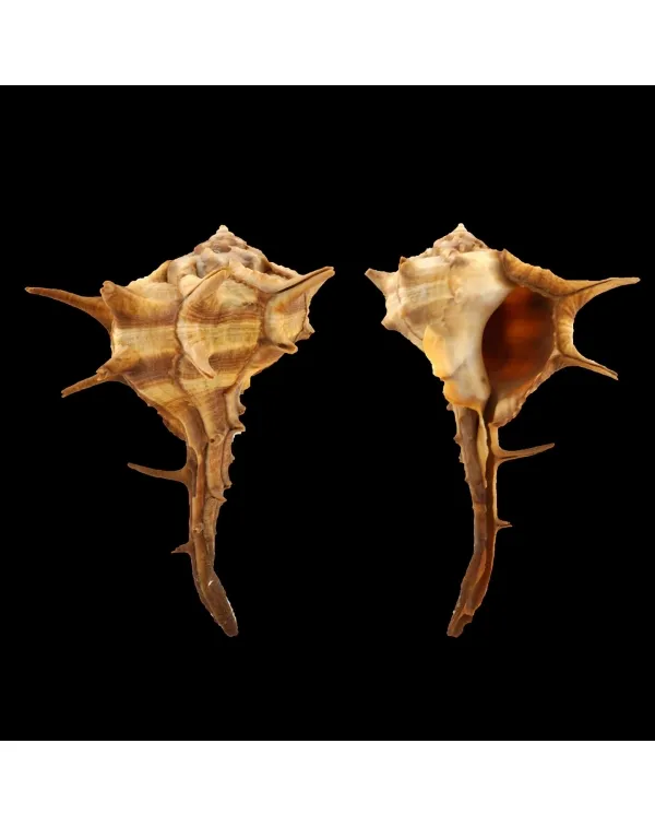 Bolinus Cornutus Cornutus