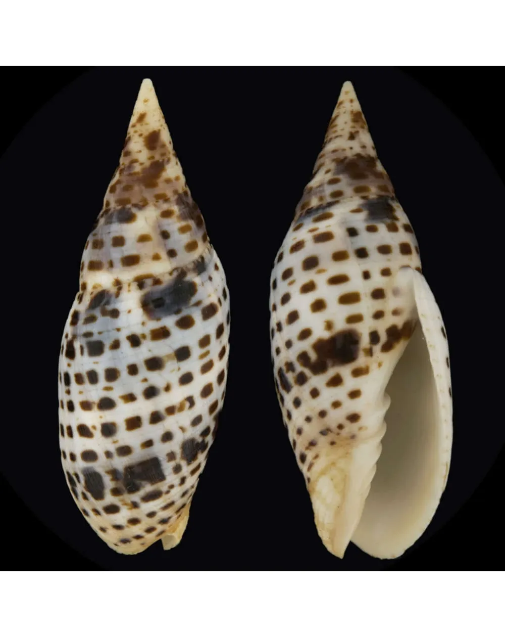 Mitra Cardinalis