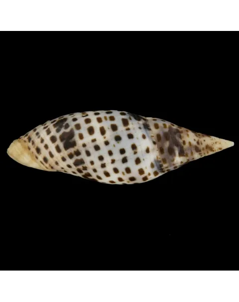 Mitra Cardinalis