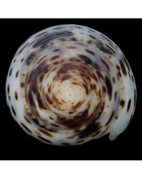 Mitra Cardinalis