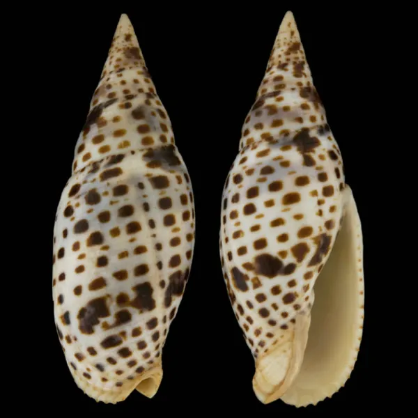 Mitra Cardinalis