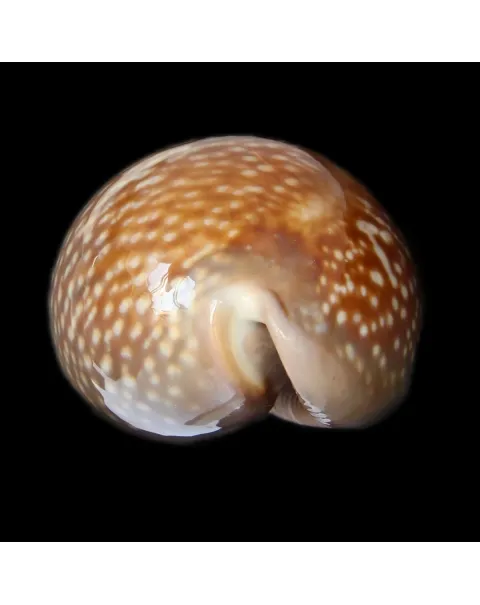 Macrocypraea Cervus