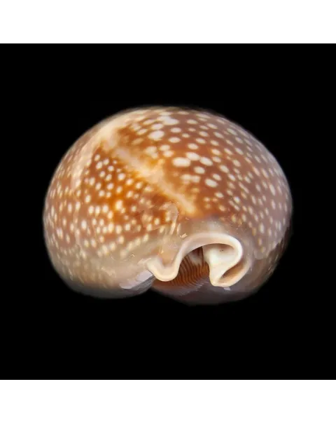 Macrocypraea Cervus