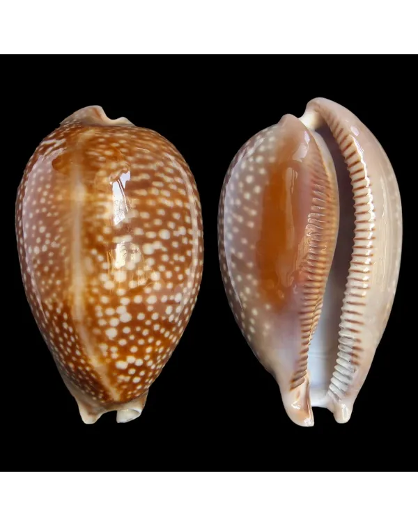 Macrocypraea Cervus