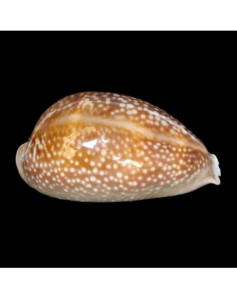 Macrocypraea Cervus